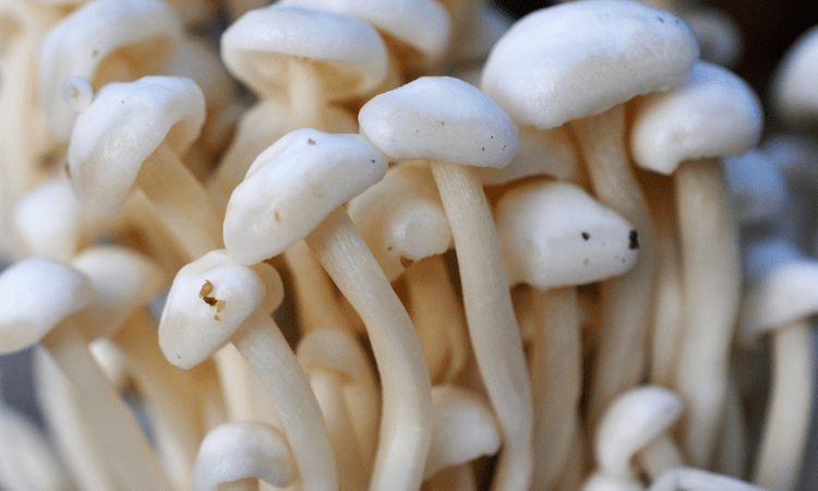 Adding mushroom to your diet makes it more nutritious: Study