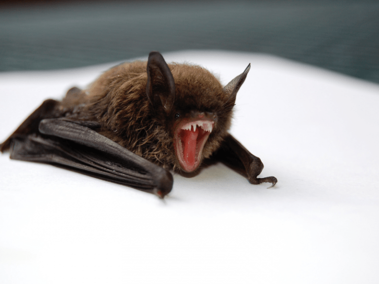 Novel coronavirus jumped from bats to humans with ‘very little change’