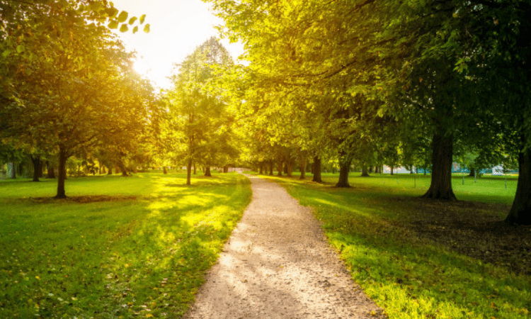 Plants help reduce toxic mercury from our environment: Study