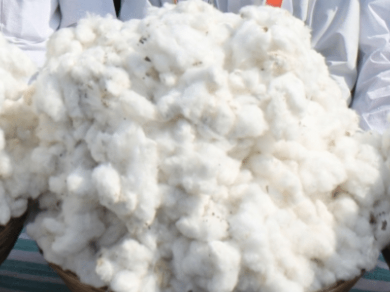 Telangana, Wadhwani AI team up to benefit cotton farmers