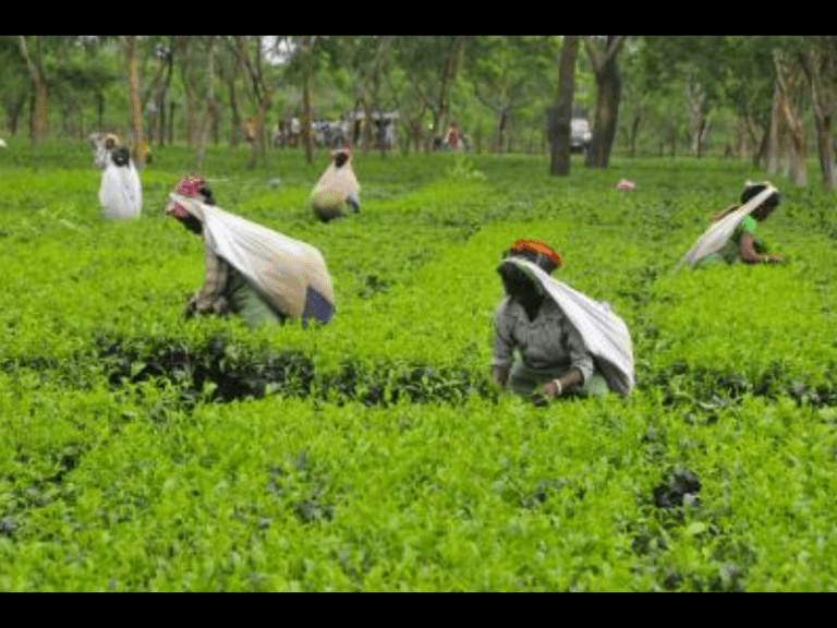 Tea crop prospect looks bleak in Assam, Bengal: Industry body