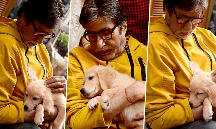 Amitabh Bachchan shares picture with ‘new companion’
