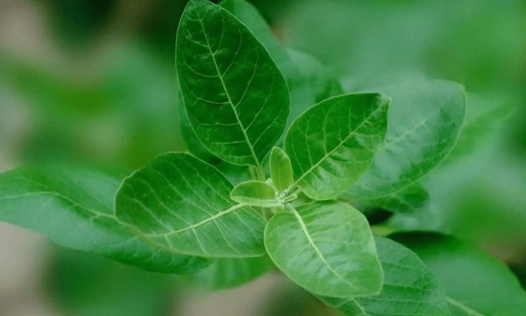 India, UK to conduct clinical trials on ‘Ashwagandha’ for Covid recovery