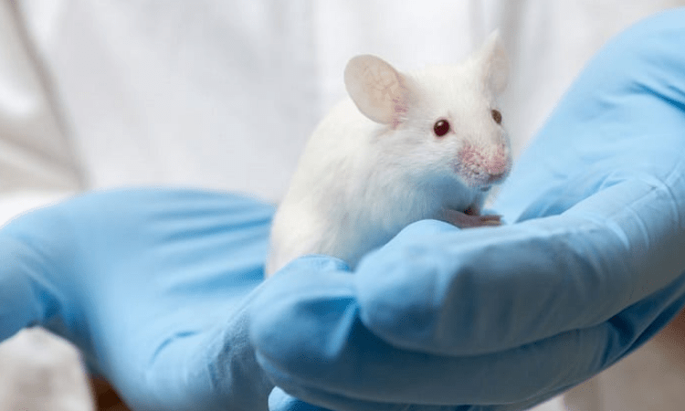 Inhaled Covid vax shows promise against disease in animals