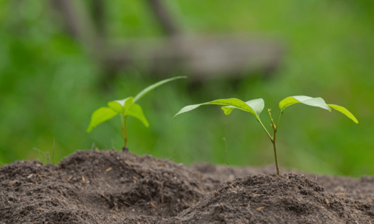 UP plants 25.5 Cr saplings in a day
