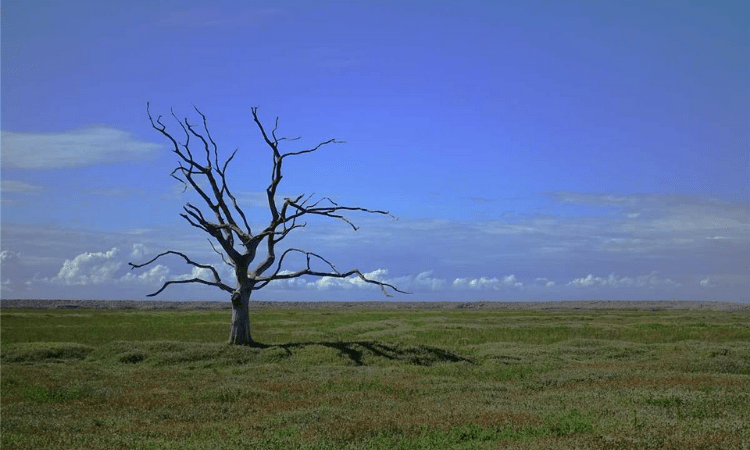 TN budget to allocate for climate change mitigation efforts