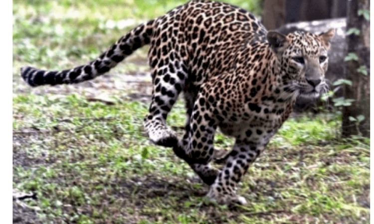 Teenagers rescue 2 ‘vulnerable’ leopard cubs in Nagaland