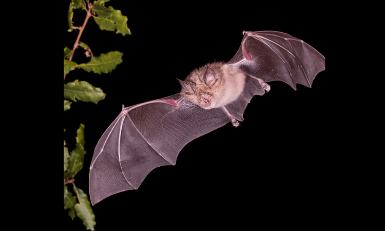 Bat-related coronaviruses more frequent than thought: Study