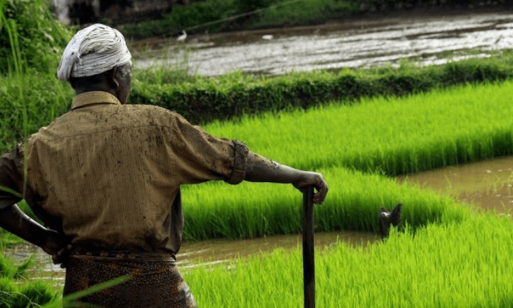 Reconfigure agricultural producer support: UN report