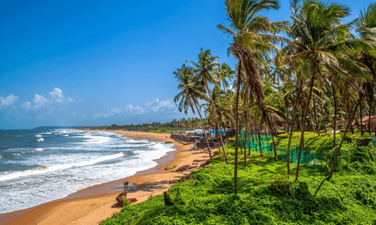 12 Goa beaches impacted by tarball invasion last month