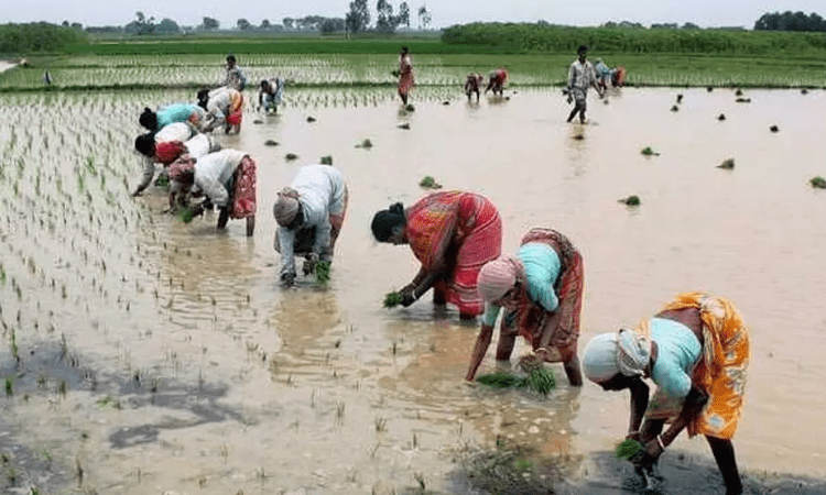 Monsoon 2021 expected to rescue India’s agriculture in FY22
