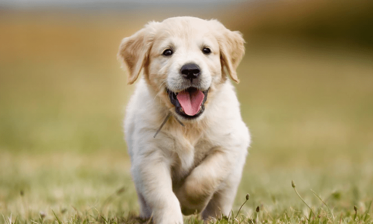 Alpha Covid variant detected in dogs, cats with severe myocarditis