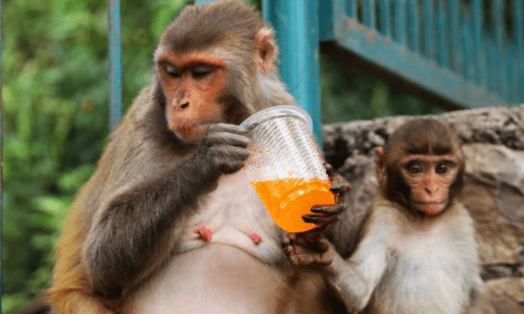 Baby monkey rescued from begging racket at Chennai’s Marina beach