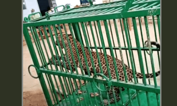 Leopard finally captured in Lucknow