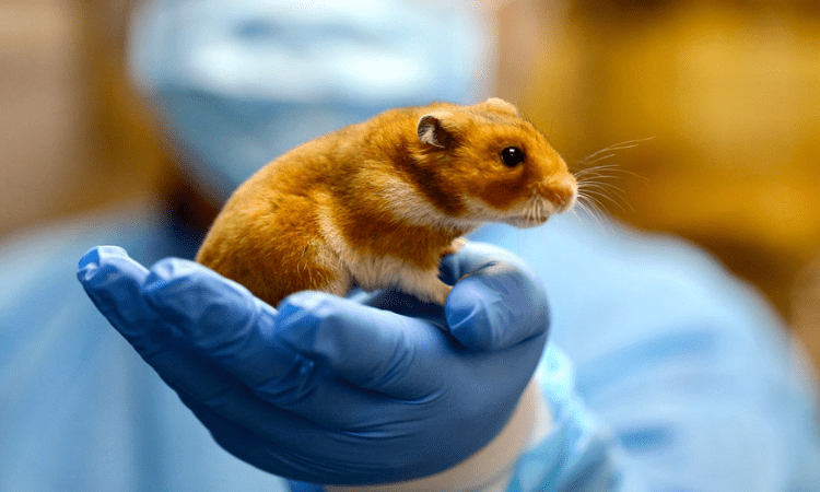 Hamsters can infect humans with Covid: Study