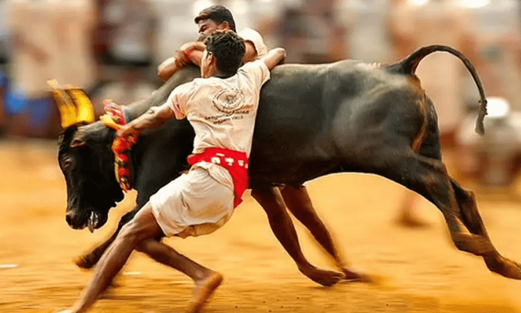 Jallikattu in Alanganallur in TN underway
