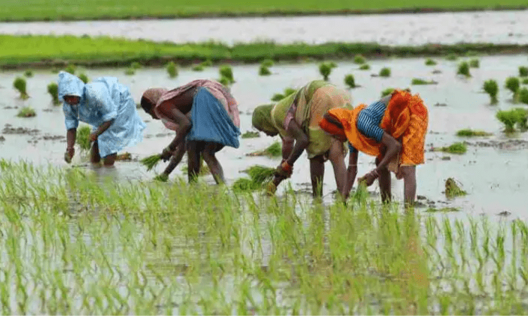 Chemical-free, natural farming with focus on Ganga basin to be promoted: FM