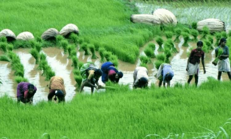 Govt plans to introduce natural farming in agri education curriculum