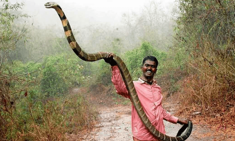 Kerala: Snake catcher Vava Suresh taken off ventilator; shows improvement