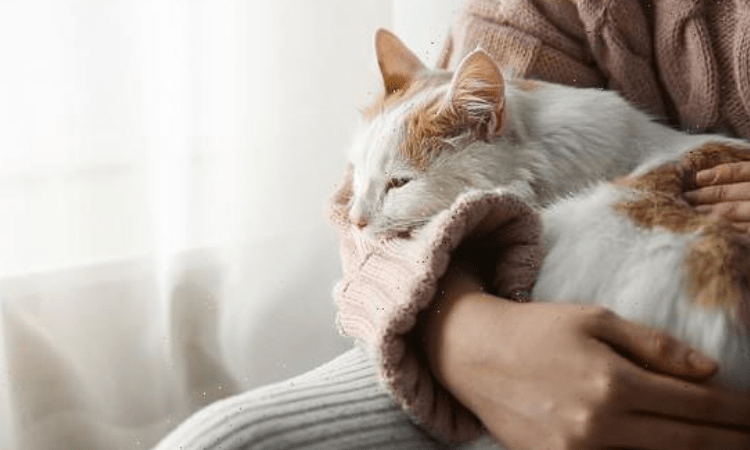 Pets may protect you from memory loss, cognitive decline