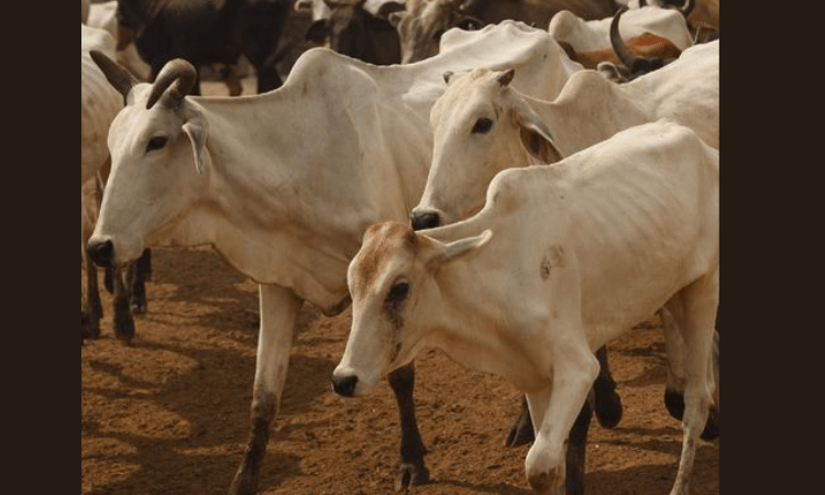 Tension in Hyderabad’s Karmanghat over transportation of cattle