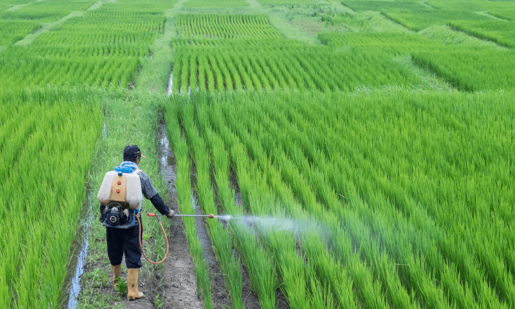 ‘Overuse of chemical fertilisers deleterious for soil, crop yields’