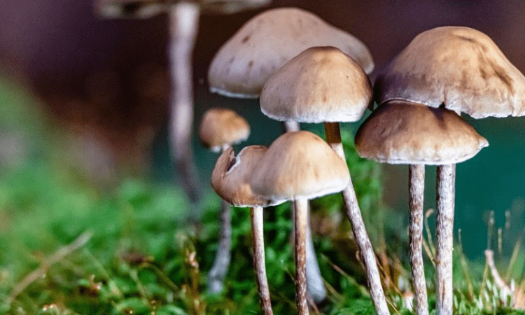 Magic mushroom helps ‘open up’ brains of people with depression: Study