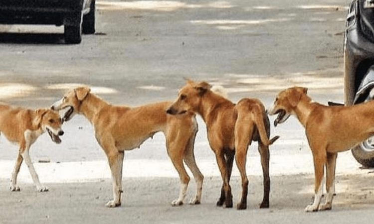 Man booked for crushing dog under car wheels in K’taka