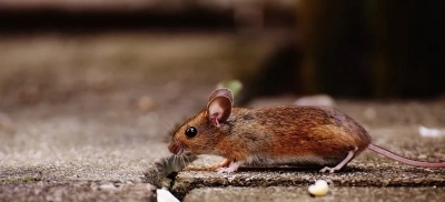 Scientists identify a new coronavirus commonly found in rodents