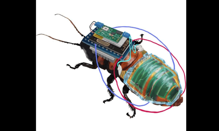 Harmful areas will be identified with help of  Cyborg cockroaches soon.