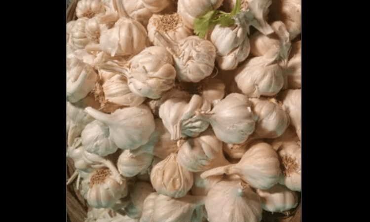 Upset over poor returns, Guj farmers distribute garlic for free