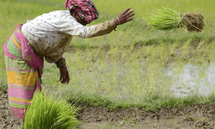 With target of 191L metric tonnes, paddy procurement begins in Punjab