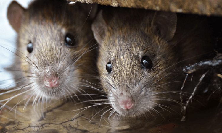 UP Police claim: ‘Rats ate up 581 kg marijuana’