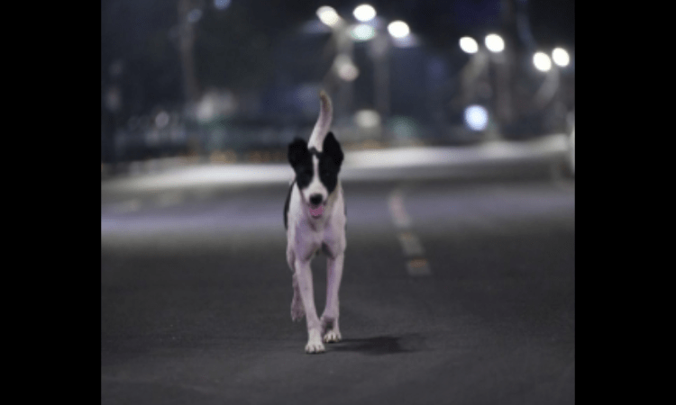 UP: Probe ordered as stray dog carries foetus in mouth