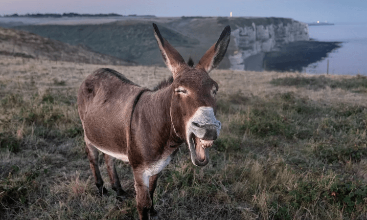 World’s 1st successful donkey embryo created via IVF