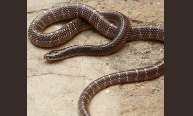 K’taka boy bitten by snake dies due to long ambulance wait