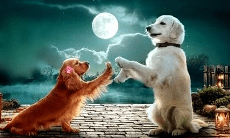 A film with just puppies and a rooster, ‘Valatti’ all set for a notable first