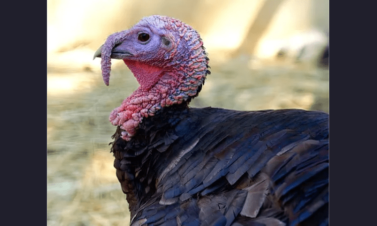 Israel detects bird flu outbreaks at 2 more turkey farms