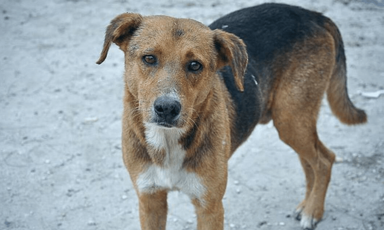 Udupi Shocker: FIR filed against two for beating dog to death in college premises