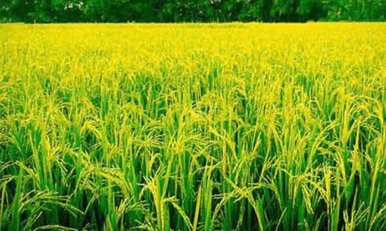 Andhra Pradesh making remarkable progress in agriculture, industries Governor