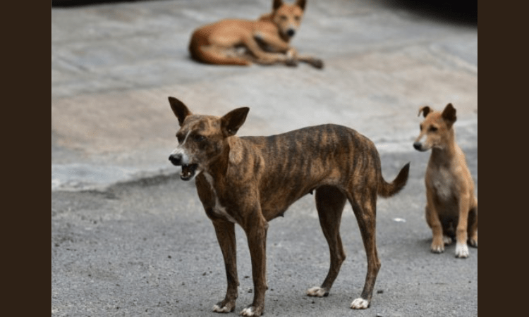 Boy attacked by stray dogs in Lucknow, 5th incident in 2 months