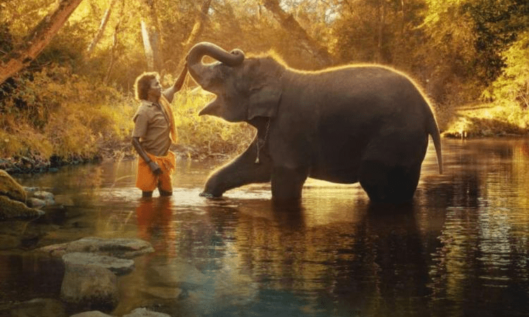 Oscar-winning ‘Elephant Whisperers’ shot at Theppakadu camp, oldest in Asia