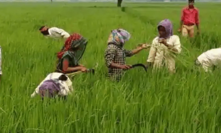 UP: Verification of beneficiary farmers from May