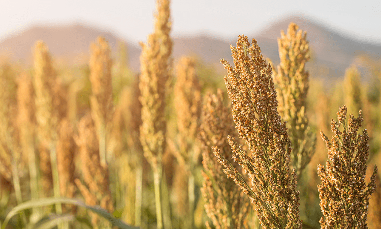 UP plans to increase millet production