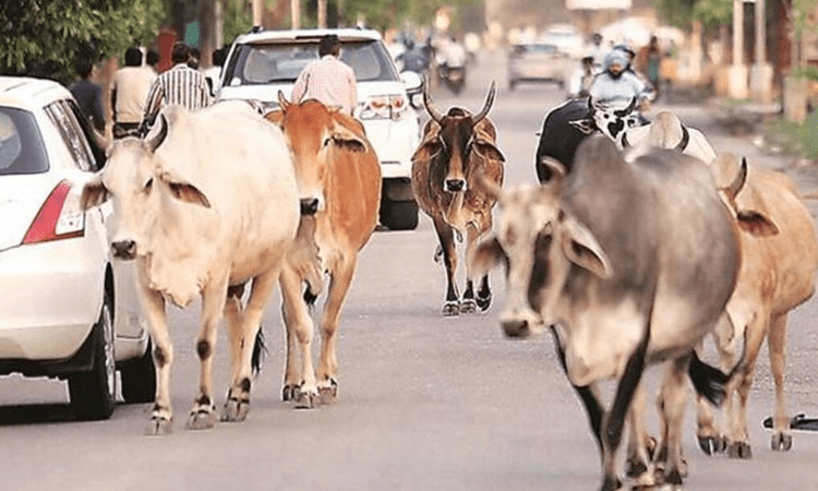 UP working on plan to deal with cattle issue