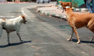 Runaway boy mauled to death by stray dogs in UP