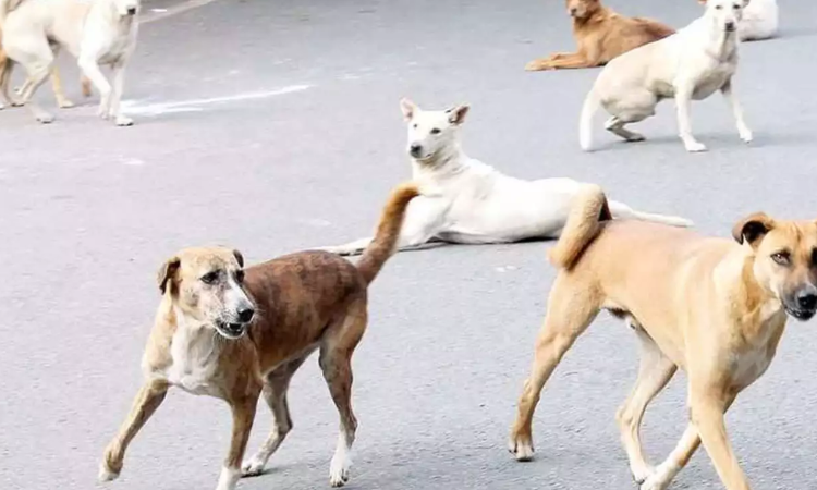 UP: 2 kids mauled to death by dogs in separate incidents