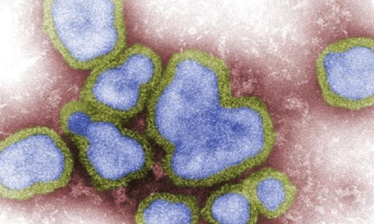 WHO reports first death from H3N8 virus in China