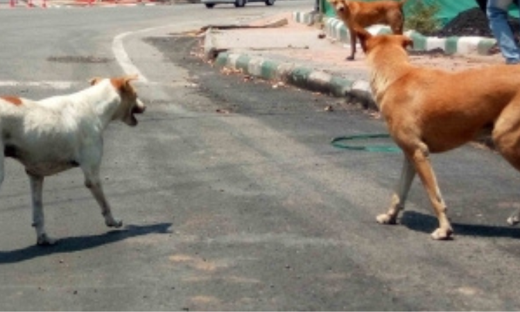 2 doctors among 5 attacked by dog on KGMU campus