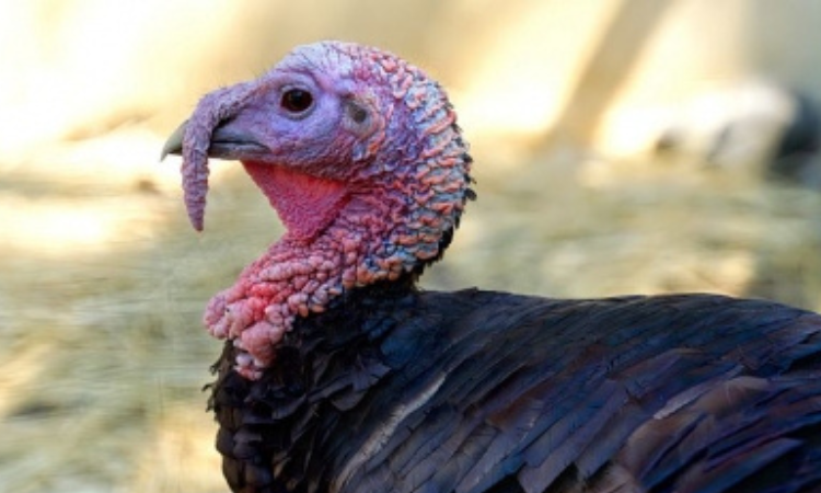 Nearly 15,000 turkeys were slaughtered.